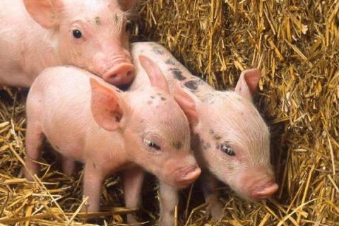 养殖猪的利润分析，100头能赚多少钱？