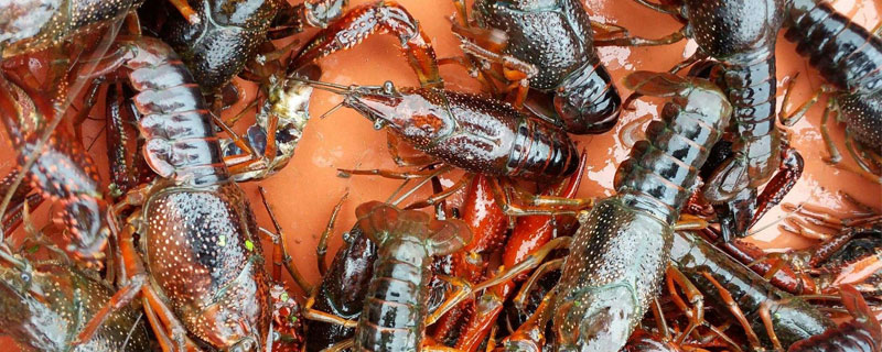小龙虾的繁殖方法 龙虾的繁殖方式