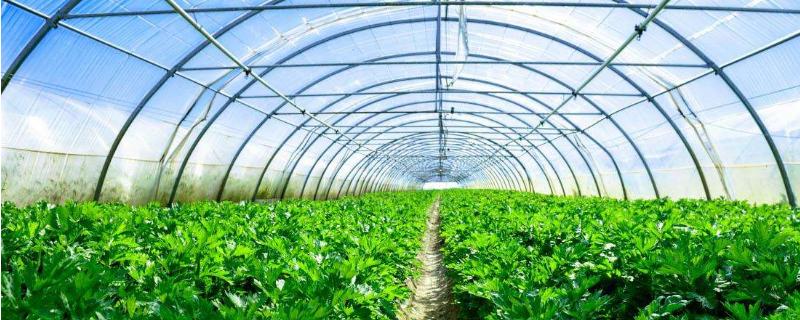 种植大棚蔬菜会亏本吗，前景怎么样 种植大棚蔬菜的前景与利润