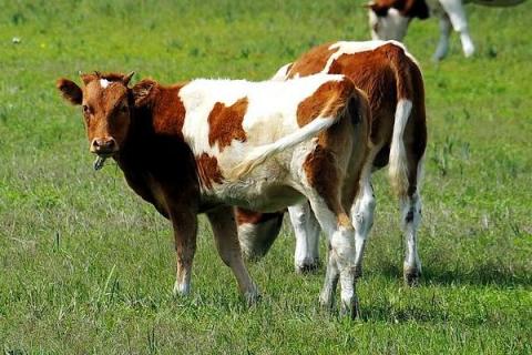 什么牛长得快出肉多，关键还要养殖成本低