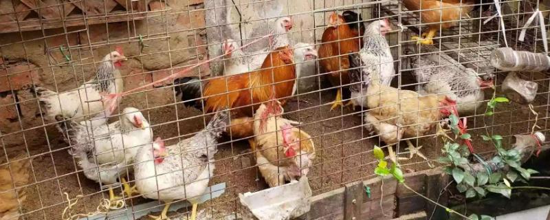 发酵床养鸡为什么大型养殖场没有用 发酵床养鸡可以长期使用吗?视频