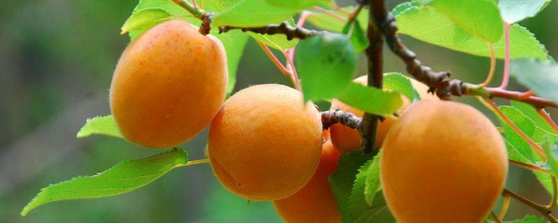 优质杏树品种有哪些，高产是关键（优质杏树品种有哪些,高产是关键品种吗）