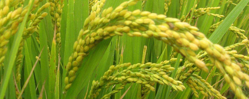 袁隆平杂交水稻亩产量是多少 袁隆平 杂交水稻亩产