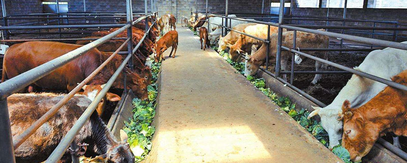 肉牛养殖场的建设标准 肉牛养殖场建设规范