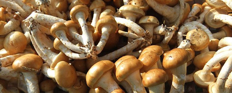 滑子菇、松茸、茶树菇之间的区别是什么  滑子菇价格多少钱一斤