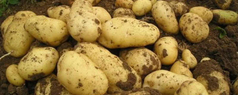 山东土豆种植时间 山东土豆什么季节种植