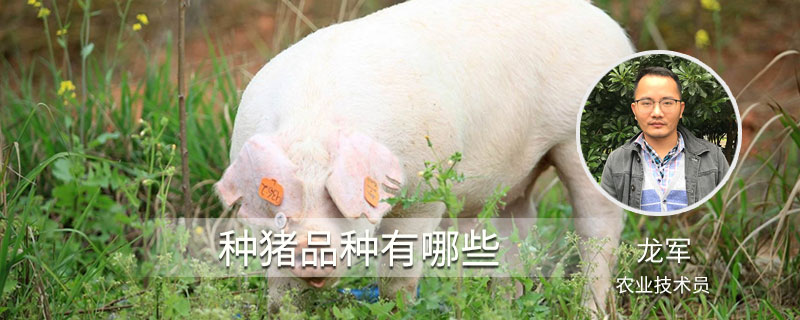 种猪品种有哪些 猪的品种有几种