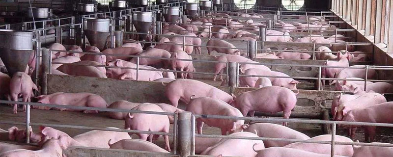 养猪什么叫料肉比 一般养猪料肉比多少