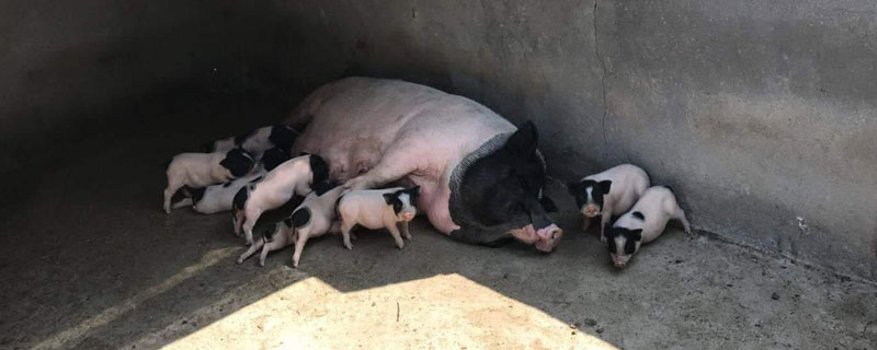 母猪的产后护理 母猪的产后护理什么梗