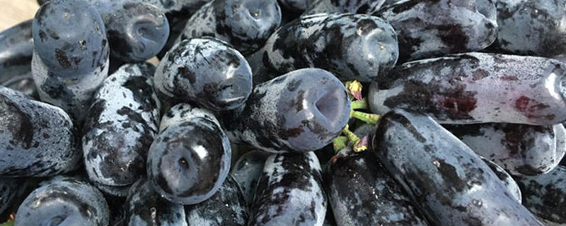 蓝宝石葡萄是不是转基因 蓝宝石葡萄是不是转基因葡萄