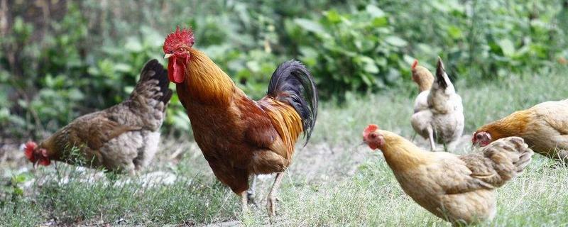 土鸡和贵妃鸡的区别 什么是贵妃鸡?和普通鸡有什么区别?
