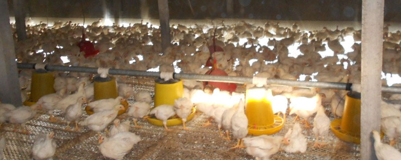 冬季养鸡注意事项 冬季养肉鸡注意事项