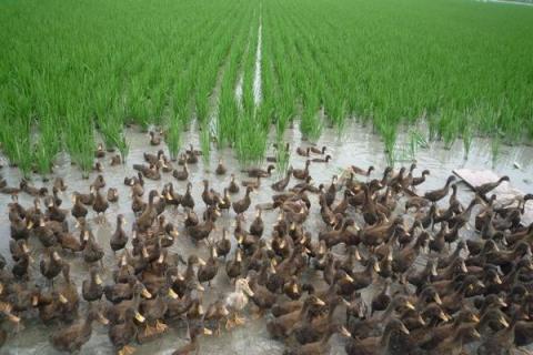 稻田养鸭一亩养几只