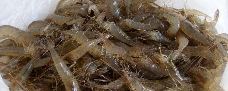 河虾的种类有哪些 河虾有哪几种