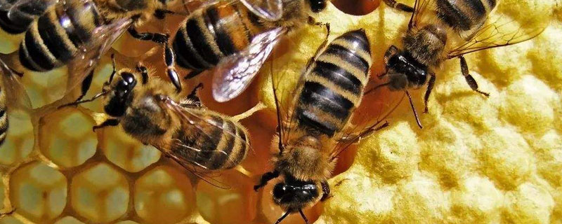 蜜蜂的养殖技术，加强蜂群管理（蜜蜂养殖与日常管理）