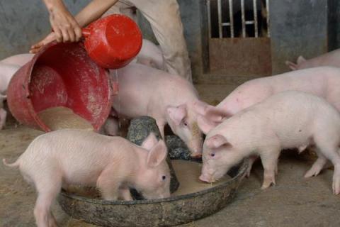 养猪100天出栏饲料配方，合理搭配饲料提高经济效益