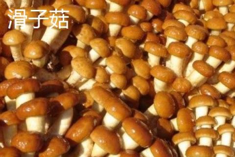 滑子菇、松茸、茶树菇之间的区别是什么 滑子菇价格多少钱一斤