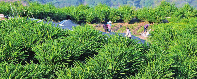 适合河南种植的药材品种