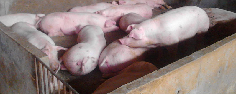 养猪100天出栏饲料配方，合理搭配饲料提高经济效益