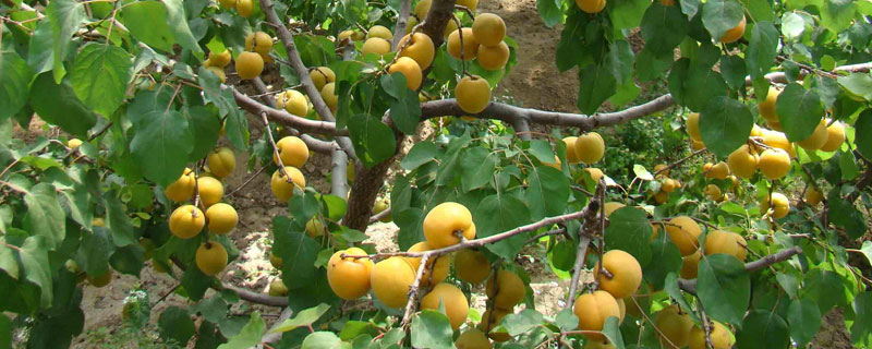 杏树特点 杏树的特点是什么?