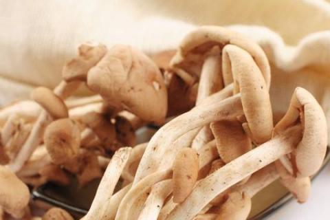 杨树菇有毒吗 杨树菇能吃吗 杨树菇怎么做好吃又简单