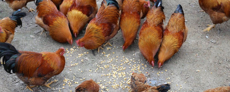 如何降低养鸡成本 怎样喂鸡减少成本