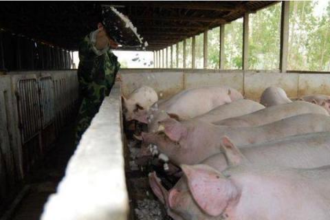 长期养猪对身体有害吗