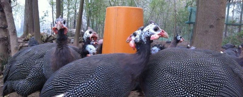 珍珠鸡的养殖方法，合理控制密度（珍珠鸡的养殖方法,合理控制密度是多少）