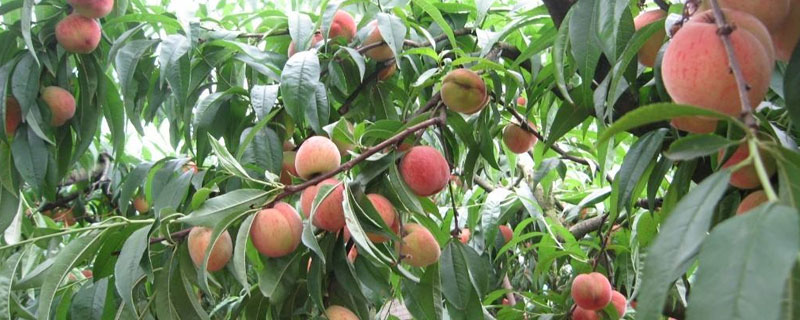 一颗桃树产多少斤（每亩桃树产多少斤）