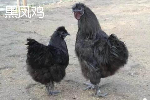 黑凤鸡、乌鸡、五黑鸡的区别分别是什么 吃黑凤鸡的好处