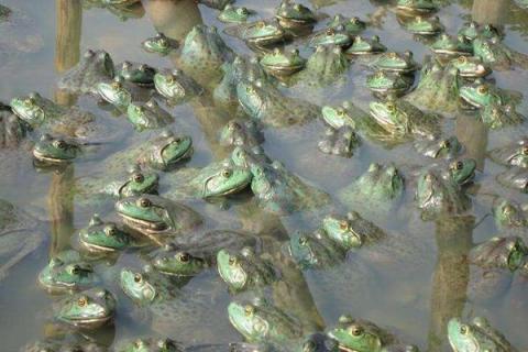 养殖牛蛙污染大吗