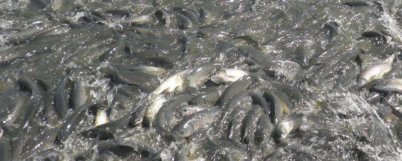 草鱼养殖密度 草鱼养殖技术与鱼塘管理草鱼养殖密度