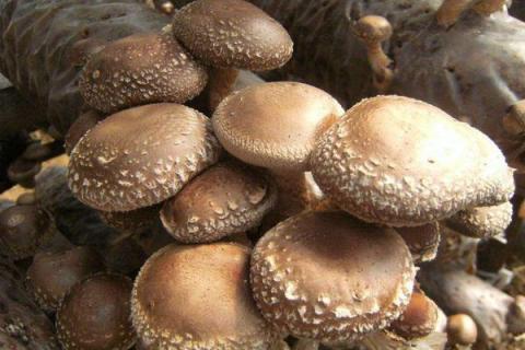 100段木能产多少香菇