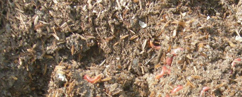 蚯蚓粪有机肥有前景吗 蚯蚓粪是有机肥料吗