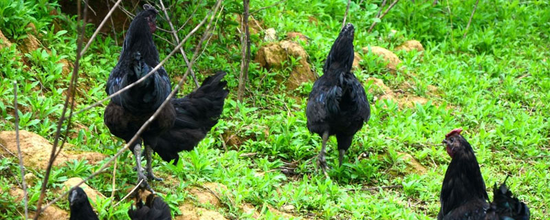 旧院黑鸡如何生态养殖 旧院黑鸡生长情况