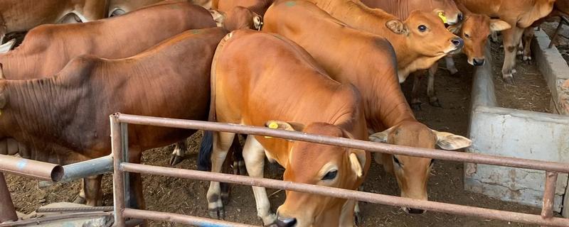黄牛生产过程，黄牛和水牛的区别