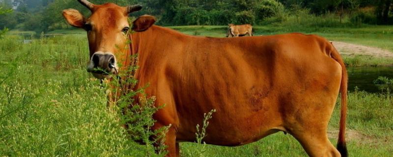 牛头能出多少斤肉，牛头有淋巴结吗（牛头有肉吗?）