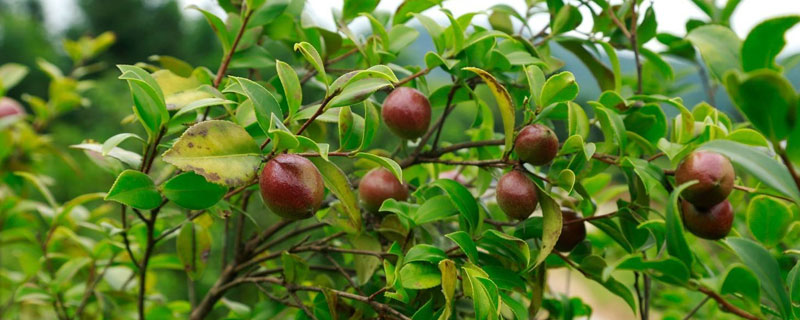 油茶知识及种植管理技术 高产油茶栽培管理技术要点