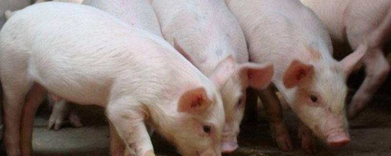 猪爱吃什么食物，猪吃土是什么原因 猪爱吃土是怎么回事