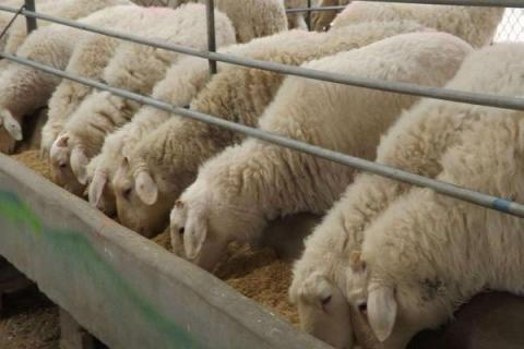 羊羔几个月长30斤，羔羊如何喂养