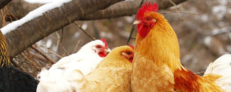 一只公鸡配多少只母鸡才合适，公鸡和母鸡有什么区别