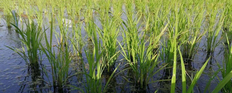 海水稻种植的条件，需在盐碱地种植 海水稻种植的条件,需在盐碱地种植吗