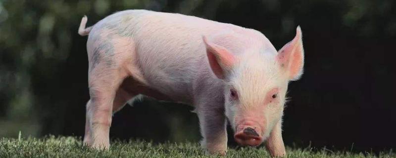 小猪喝猪尿是什么原因呢，如何防治 小猪喝猪尿是什么原因呢,如何防治呢