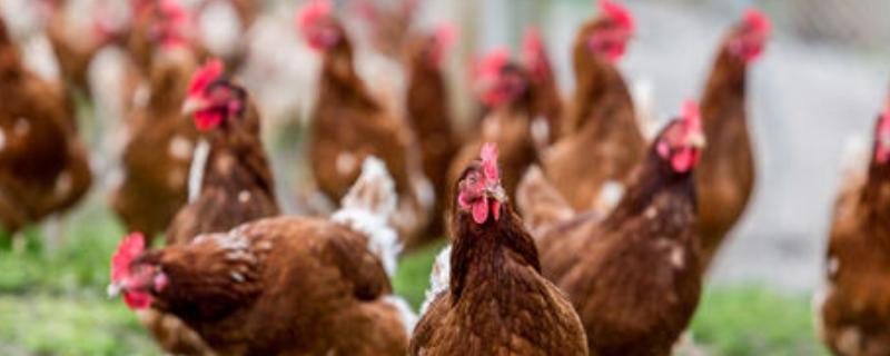 鸡吃鸡毛是怎么回事，如何防治 鸡会吃鸡毛应该吃什么药