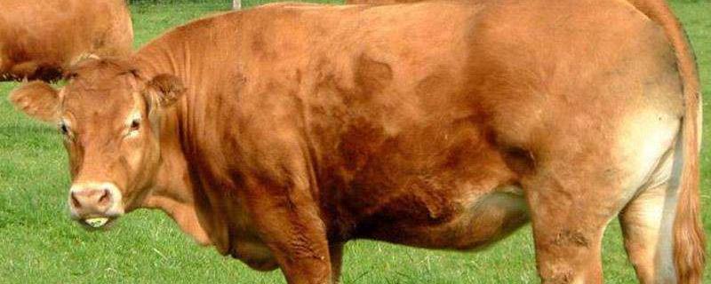 一头牛有多重，附牛的寿命 一般的牛有多重