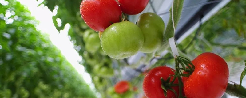 西红柿种植方法和时间（北方西红柿种植方法和时间）