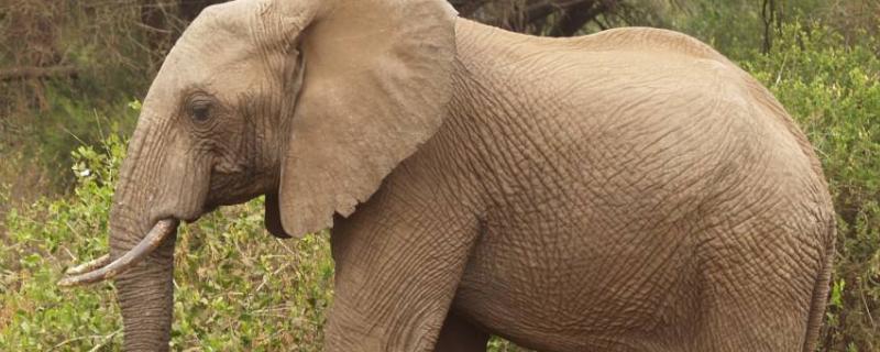 大象的繁殖，大象的寿命有多长