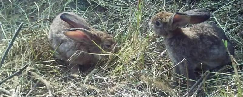 散养野兔用什么围栏网，野兔和家兔的区别