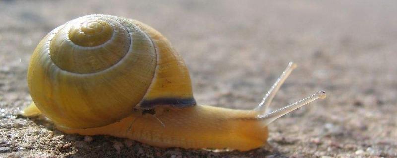 蜗牛的种类，蜗牛是软体动物吗（蜗牛的种类,蜗牛是软体动物吗为什么）