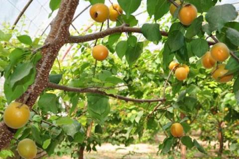 杏子怎么种植